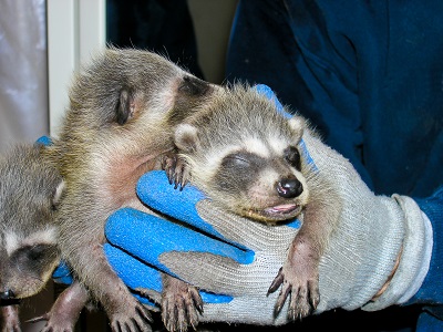 hand holding three baby raccoons